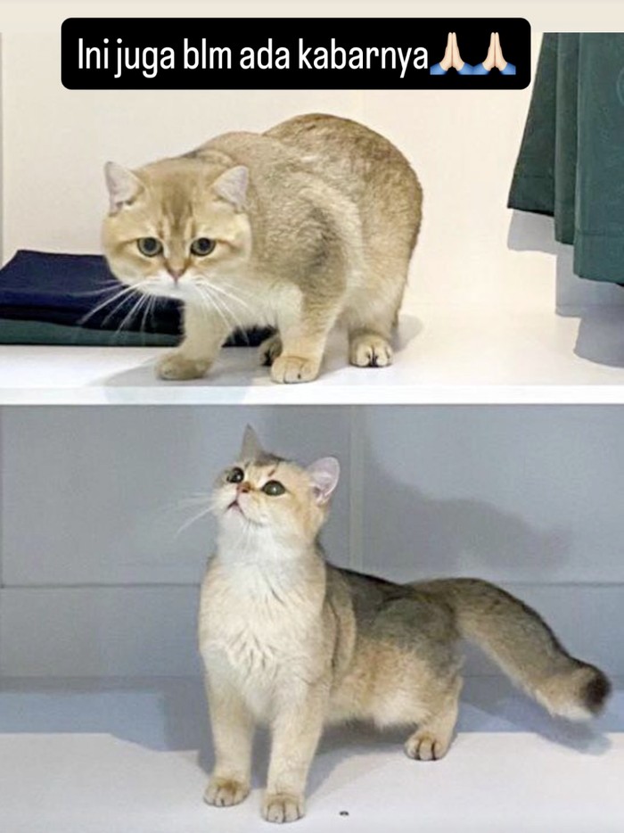 Uya Kuya Uya Kuya kuja mencari keberadaan kucing-kucingnya.