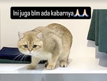 Ambil Kucing Uya Kuya, Dimas Divonis Penjara
