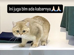 Ambil Kucing Uya Kuya, Dimas Divonis Penjara