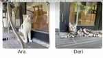 Terima Kasih Orang Baik! 2 Kucing Uya Kuya Ditemukan