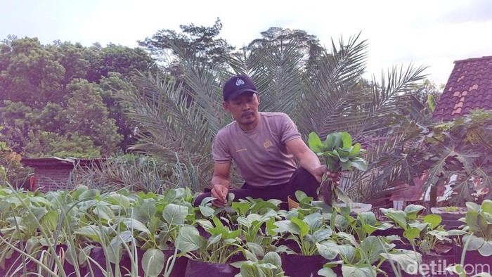 Anggota Polsek Karanganom Klaten, Aipda Agus Wibawa (42) sulap atap rumah jadi kebun.