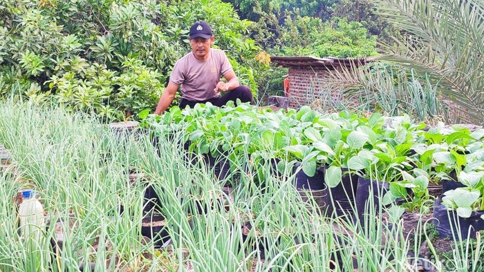 Anggota Polsek Karanganom Klaten, Aipda Agus Wibawa (42) sulap atap rumah jadi kebun.