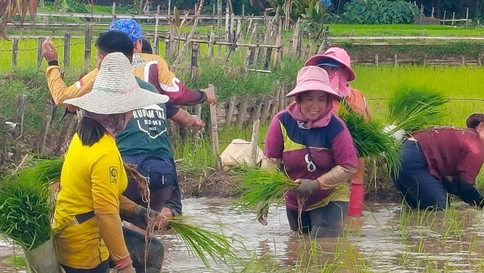 Beras adan, primadona pangan dari Kaltara. (Sumber TNKM)