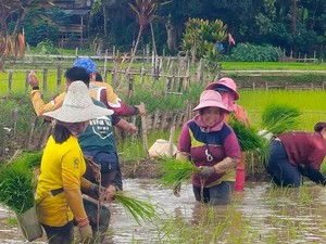 Beras Adan, Primadona Pangan dari Kalimantan Utara
