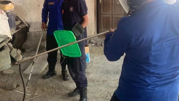 Proses evakuasi kobra Jawa di Lendah, Kulon Progo, Rabu (3/9/2025)