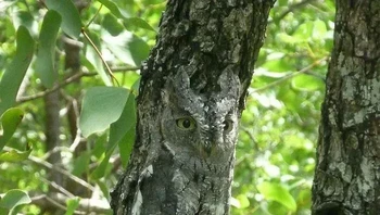 Kemampuan Kamuflase Burung Hantu bikin mata terkecoh. Foto: Boredpanda