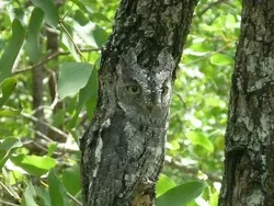 Yakin Bisa? Cari Objek Tersembunyi dalam Foto Kamuflase Tak Terduga Ini