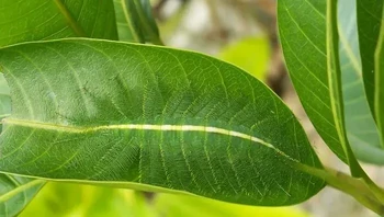 Ada yang bisa melihat ulat di daum? Foto: Boredpanda