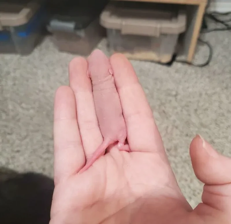 Foto Kamuflase Tak Terduga