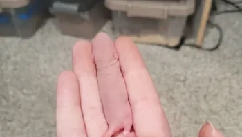 Bayi hewan ini menyerupai jari manusia ya... Foto: Boredpanda