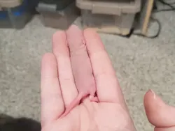 Yakin Bisa? Cari Objek Tersembunyi dalam Foto Kamuflase Tak Terduga Ini