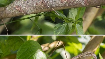 Kemampuan kamuflase Tokek Ekor Daun Berlumut. Foto: Boredpanda