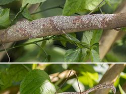 Yakin Bisa? Cari Objek Tersembunyi dalam Foto Kamuflase Tak Terduga Ini