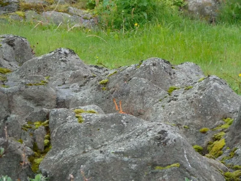 Foto Kamuflase Tak Terduga