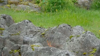 Bisa menemukan burung di foto ini? Foto: Boredpanda