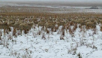 Kawanan domba ini nyaris mengecoh mata. Foto: Boredpanda