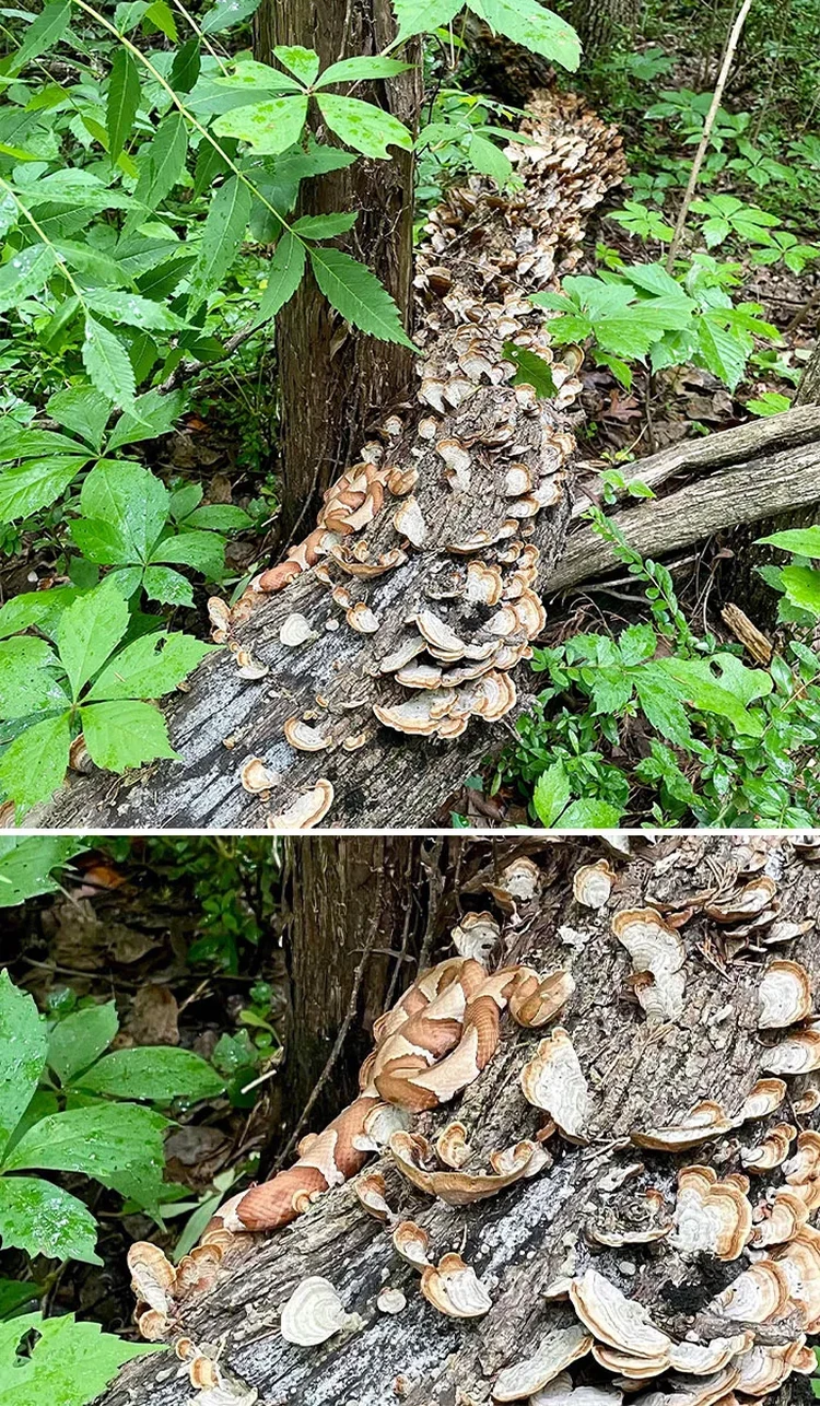Foto Kamuflase Tak Terduga