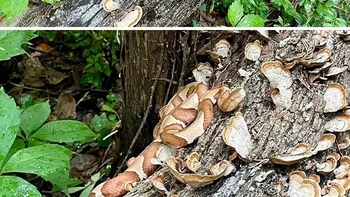 Kamuflase pada Ular Copperhead. Ada yang bisa menemukannya? Foto: Boredpanda