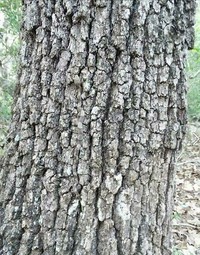 Foto Kamuflase Tak Terduga