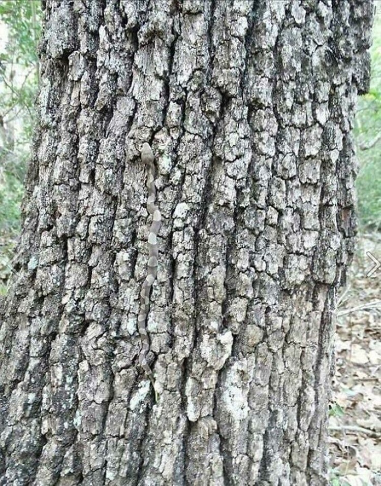 Foto Kamuflase Tak Terduga