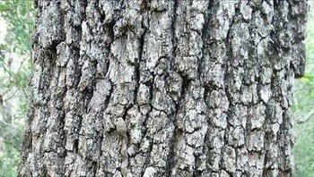 Ada ular yang berkamuflse di sini. Bis menemukannya? Foto: Boredpanda