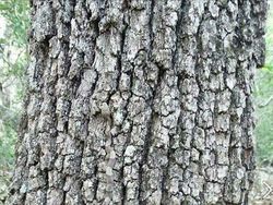 Yakin Bisa? Cari Objek Tersembunyi dalam Foto Kamuflase Tak Terduga Ini