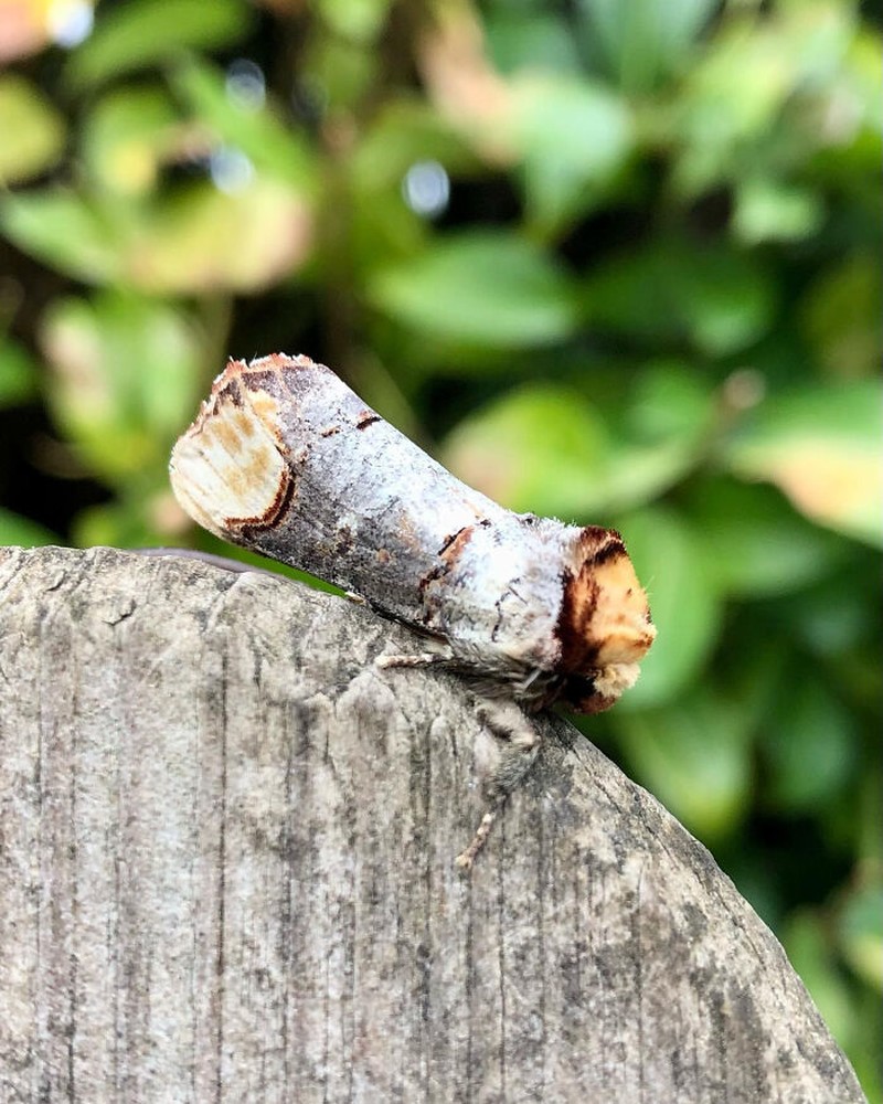 Foto Kamuflase Tak Terduga