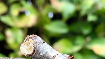 Kupu-kupu berkamuflase dengan apik. Foto: Boredpanda