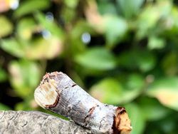 Yakin Bisa? Cari Objek Tersembunyi dalam Foto Kamuflase Tak Terduga Ini