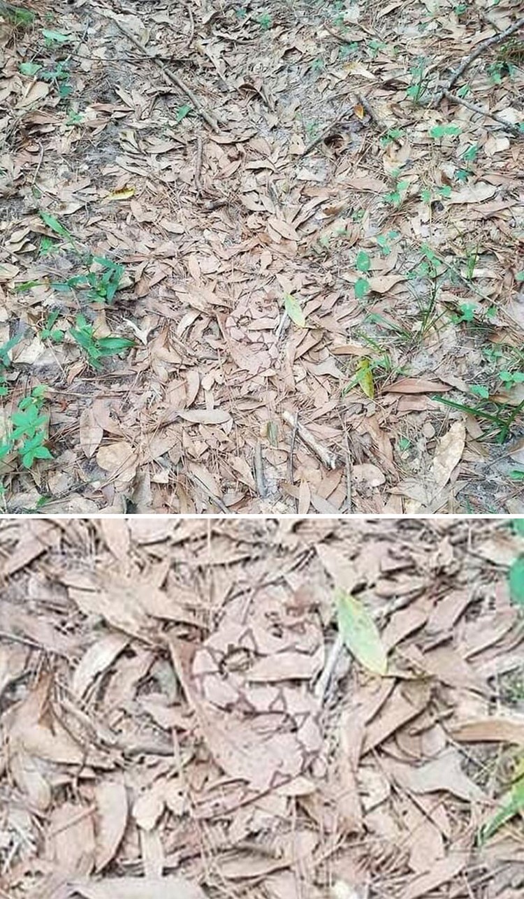 Foto Kamuflase Tak Terduga