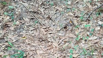 Ular Copperhead Memamerkan Kemampuan Kamuflasenya. Bisa mengetahui posisinya? Foto: Boredpanda