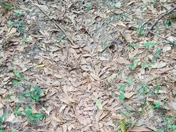 Yakin Bisa? Cari Objek Tersembunyi dalam Foto Kamuflase Tak Terduga Ini