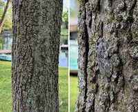 Foto Kamuflase Tak Terduga