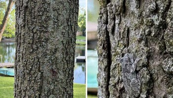 Kamuflase Katak Pohon Abu-abu Ini Foto: Boredpanda