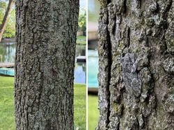 Yakin Bisa? Cari Objek Tersembunyi dalam Foto Kamuflase Tak Terduga Ini