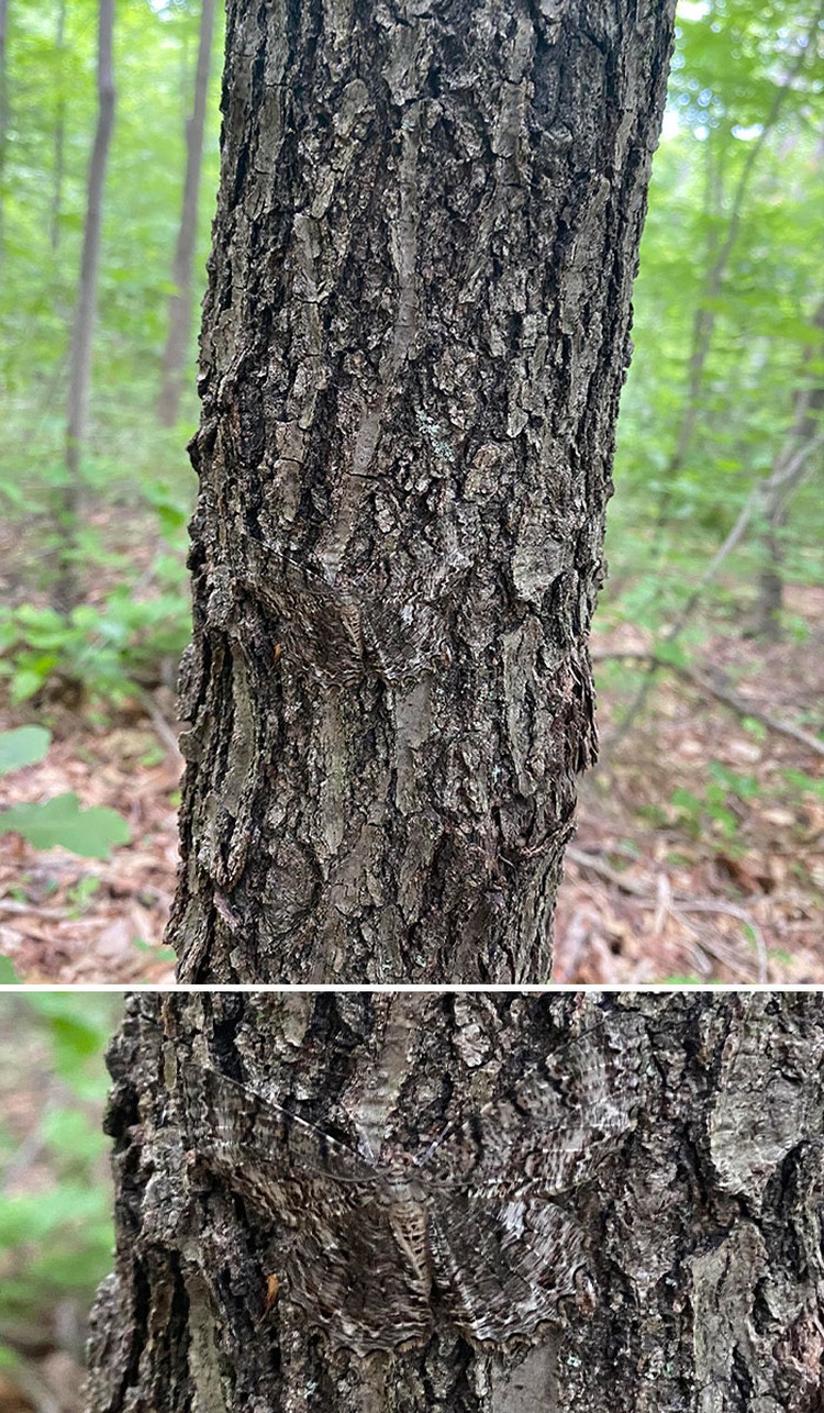 Foto Kamuflase Tak Terduga