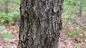 Ngengat yang Berkamuflase. Mudah tidak mencarinya? Foto: Boredpanda