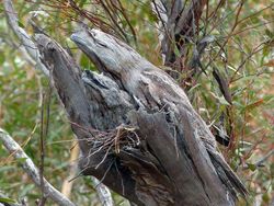 Yakin Bisa? Cari Objek Tersembunyi dalam Foto Kamuflase Tak Terduga Ini