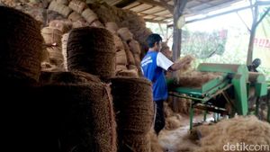 Manfaatkan Limbah Sabut Kelapa untuk Bahan Baku Sapu