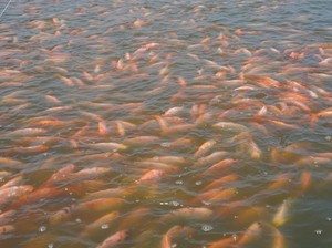 Meretas Jalan sebagai Raksasa Pangan Biru dengan Tilapia
