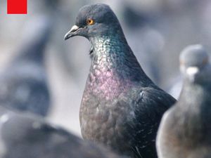 Video: Hotel Merpati, Cara Berlin Atur Populasi Burung Kota