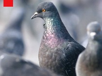 Video: Hotel Merpati, Cara Berlin Atur Populasi Burung Kota