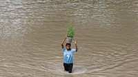 Seorang gadis tampak membawa tanaman pot sambil mengarungi genangan banjir di kawasan permukiman, sementara warga lainnya terpaksa berjalan kaki melewati jalan yang terendam. REUTERS/Anushree Fadnavis