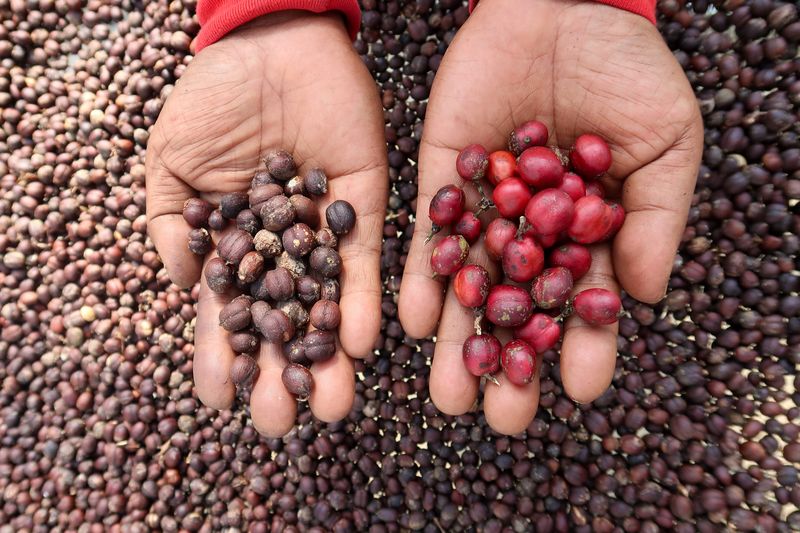 Pekerja menjemur biji kopi di halaman rumahnya di Gombengsari, Banyuwangi, Jawa Timur, Selasa (2/9/2025). Menurut petani, panen raya kopi jenis robusta tahun ini diperkirakan meningkat dibandingkan tahun sebelumnya, dari hasil rata-rata 700 kilogram per hektare menjadi sekitar 1 ton per hektare akibat cuaca yang mendukung serta peningkatan pengetahuan petani terkait metode penanaman yang efektif dan efisien. ANTARA FOTO/Budi Candra Setya/bar