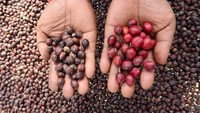 Pekerja menunjukan biji kopi yang diproses natural. Panen yang melimpah ini karena cuaca yang mendukung serta peningkatan pengetahuan petani terkait metode penanaman yang efektif dan efisien. Foto: ANTARA FOTO/Budi Candra Setya