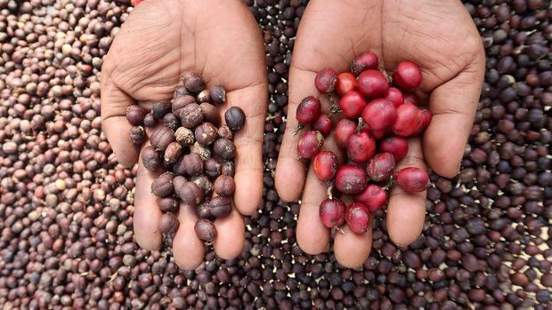Pekerja menjemur biji kopi di halaman rumahnya di Gombengsari, Banyuwangi, Jawa Timur, Selasa (2/9/2025). Menurut petani, panen raya kopi jenis robusta tahun ini diperkirakan meningkat dibandingkan tahun sebelumnya, dari hasil rata-rata 700 kilogram per hektare menjadi sekitar 1 ton per hektare akibat cuaca yang mendukung serta peningkatan pengetahuan petani terkait metode penanaman yang efektif dan efisien. ANTARA FOTO/Budi Candra Setya/bar