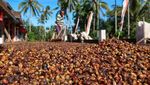 Panen Raya Kopi Robusta Banyuwangi Melimpah, Tembus 1 Ton per Hektare