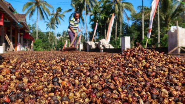 Pekerja menjemur biji kopi di halaman rumahnya di Gombengsari, Banyuwangi, Jawa Timur, Selasa (2/9/2025). Menurut petani, panen raya kopi jenis robusta tahun ini diperkirakan meningkat dibandingkan tahun sebelumnya, dari hasil rata-rata 700 kilogram per hektare menjadi sekitar 1 ton per hektare akibat cuaca yang mendukung serta peningkatan pengetahuan petani terkait metode penanaman yang efektif dan efisien. ANTARA FOTO/Budi Candra Setya/bar