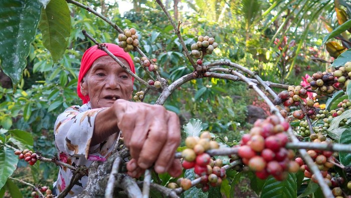 Pekerja memetik buah kopi saat panen raya di perkebunan Gombengsari, Banyuwangi, Jawa Timur, Selasa (2/9/2025). Buah kopi merah ranum siap panen. Foto: ANTARA FOTO/Budi Candra Setya