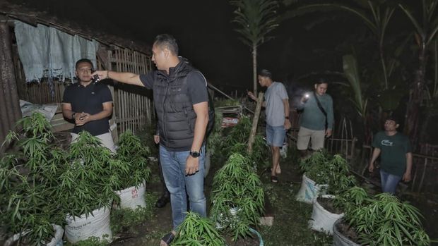 Pemilik ladang ganja di Blitar